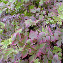 Oenanthe javanica 'Flamingo'