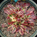 Oenothera fruticosa 'Fruhlingsgold'