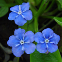 Omphloides verna 'Grandiflora'