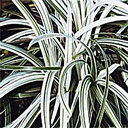 Ophiopogon (Liriope) japonicus 'Silver Dragon'