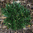 Ophiopogon japonicum 'Super Dwarf'