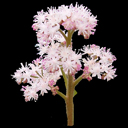 Oresitrophe rupifraga
