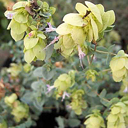 Origanum acutidens