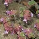 Origanum dictamnus