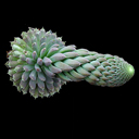 Orostachys spinosa ex Halda