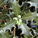 Osmanthus 'Gulftide'