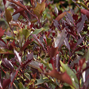 Osmanthus heterophyllus 'Purpureus'