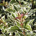 Osmanthus heterophyllus variegatus