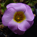 Oxalis sp. ex L.S.R.G.