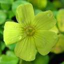 Oxalis sp. �CMW 4199�
