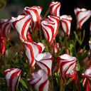 Oxalis versicolor