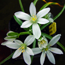 Ornithogalum arcuatum