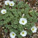 Oxalis ennaephylla 'Sheffield Swan'