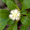 Pachysandra terminalis 'Green Carpet'