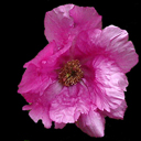 Paeonia anomola