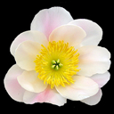 Paeonia lactiflora Hyb