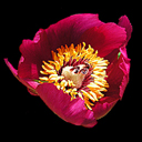 Paeonia officianalis ssp. banatica