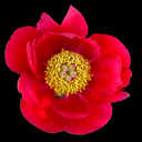 Paeonia peregrina