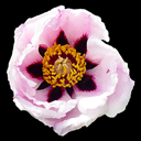 Paeonia rockii ex Wu Jinuyu China
