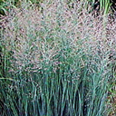 Panicum virgatum 'Heavy Metal'