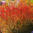 Panicum virgatum 'Rotstrahlbusch'