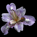 Pardanthopsis dichotoma