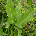 Peltandra virginica