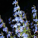 Penstemon albertinus