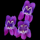 Penstemon barbatus praecox nanus 'Rondo'