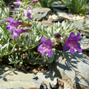 Penstemon californicus