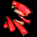 Penstemon cardinalis ssp cardinalis