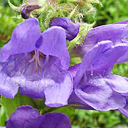 Penstemon cardwellii