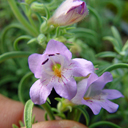 Penstemon crandallii v glabrescens