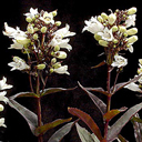 Penstemon digitalis Huskers Red alba
