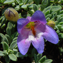 Penstemon linearioides coloradoensis