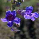 Penstemon mensarum