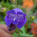 Penstemon richardsonii