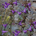 Penstemon virgatus asa-grayi