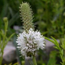 Petalostemon candidum