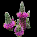 Petalostemon purpureum
