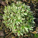 Petrophytum caespitosum