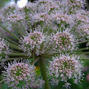 Peucedanum verticillare
