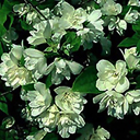 Philadelphus x lemoinei 'Manteau d' Hermine'