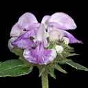 Phlomis cashmiriana
