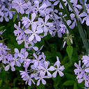 Phlox divaricata 'Clouds of Perfume'