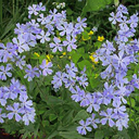 Phlox divaricata 'London Grove'