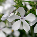 Phlox divaricata 'May Breeze'
