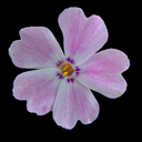 Phlox douglasii 'Apple Blossom'