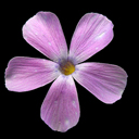 Phlox kelsyi