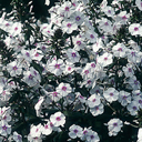 Phlox maculata �Omega�